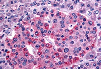 Immunohistochemical analysis of formalin-fixed, paraffin-embedded Human pancreas islet, labelling Somatostatin Receptor 1 with ab140945.