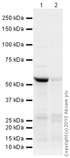 All lanes : Anti-Somatostatin Receptor 2 antibody (ab124144) at 1 µg/mlLane 1 : Pancreas (Rat) Tissue LysateLane 2 : Pancreas (Mouse) Tissue LysateLysates/proteins at 25 µg per lane.SecondaryGoat Anti-Rabbit IgG H&L (HRP) (ab97051) at 1/10000 dilutiondeveloped using the ECL techniquePerformed under reducing conditions.