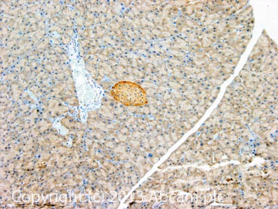 IHC image of Somatostatin Receptor 2 staining in mouse normal pancreas formalin fixed paraffin embedded tissue section, performed on a Leica BondTM system using the standard protocol F. The section was pre-treated using heat mediated antigen retrieval with sodium citrate buffer (pH6, epitope retrieval solution 1) for 20 mins. The section was then incubated with ab124144, 5µg/ml, for 15 mins at room temperature and detected using an HRP conjugated compact polymer system. DAB was used as the chromogen. The section was then counterstained with haematoxylin and mounted with DPX.For other IHC staining systems (automated and non-automated) customers should optimize variable parameters such as antigen retrieval conditions, primary antibody concentration and antibody incubation times.