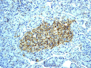 Immunohistochemical analysis of paraffin embedded Human pancreas tissue labelled with ab134152 at 1/100 dilution.