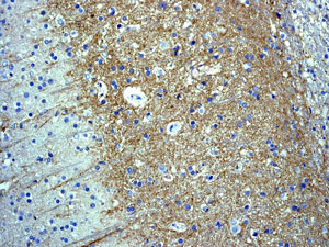 Immunohistochemical analysis of paraffin embedded Human brain tissue labelled with ab134152 at 1/100 dilution.