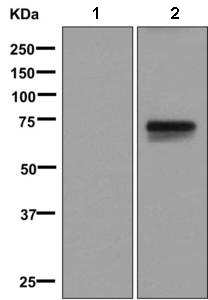 All lanes : Anti-Somatostatin Receptor 3 antibody [UMB5] (ab137026) at 1/10000 dilutionLane 1 : Non-transfected 293T cell lysateLane 2 : Somatostatin Receptor 3 transfected 293T cell lysateLysates/proteins at 10 µg per lane.SecondaryHRP labelled goat anti-rabbit at 1/2000 dilution