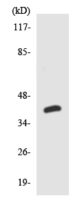 Anti-Somatostatin Receptor 4 antibody (ab138272) at 1/500 dilution + HepG2 cell lysate at 30 µg