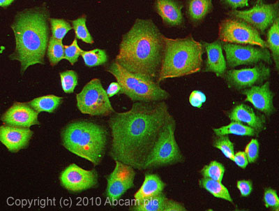 ICC/IF image of ab28618 stained MCF7 cells. The cells were 100% methanol fixed (5 min) and then incubated in 1%BSA / 10% normal goat serum / 0.3M glycine in 0.1% PBS-Tween for 1h to permeabilise the cells and block non-specific protein-protein interactions. The cells were then incubated with the antibody (ab28618, 5µg/ml) overnight at +4°C. The secondary antibody (green) was Alexa Fluor® 488 goat anti-rabbit IgG (H+L) used at a 1/1000 dilution for 1h. Alexa Fluor® 594 WGA was used to label plasma membranes (red) at a 1/200 dilution for 1h. DAPI was used to stain the cell nuclei (blue) at a concentration of 1.43µM.