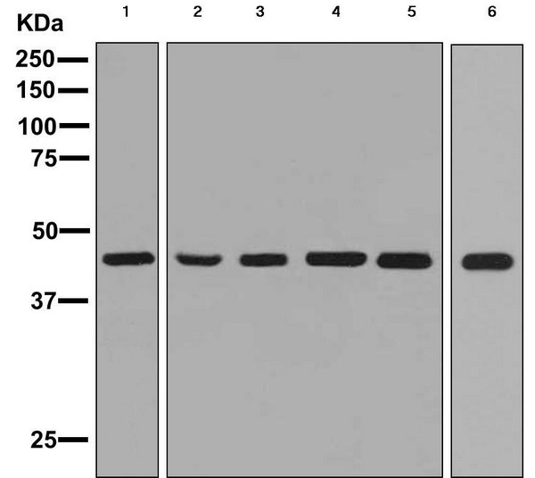 All lanes : Anti-Somatostatin Receptor 5 antibody [EPR7243] (ab156864) at 1/1000 dilutionLane 1 : HepG2 cell lysateLane 2 : HT29 cell lysateLane 3 : 293T cell lysateLane 4 : HeLa cell lysateLane 5 : Human fetal heart cell lysateLane 6 : Human small intestine lysateLysates/proteins at 10 µg per lane.SecondaryGoat anti-rabbit HRP at 1/2000 dilution