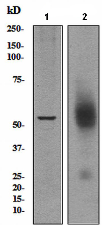 All lanes : Anti-Somatostatin Receptor 5 antibody [UMB4] (ab109495) at 1/1000 dilutionLane 1 : Human fetal heart lysateLane 2 : HT29 cell lysateLysates/proteins at 10 µg per lane.