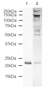 All lanes : Anti-Sonic Hedgehog antibody (ab19897) at 1 µg/mlLane 1 : 22 kDa fragment of Mouse recombinant Sonic Hedgehog proteinLane 2 : 22 kDa fragment of Mouse recombinant Sonic Hedgehog protein with Human Sonic Hedgehog peptide (ab21448) at 1 µg/mlLysates/proteins at 1 µg per lane.