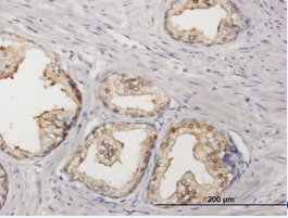 Purified ab88509 at 3ug/ml staining Sorbitol Dehydrogenase in formalin-fixed, paraffin-embedded Human prostate tissue.