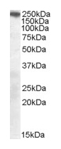 Anti-SorLA antibody (ab22814) at 0.3 µg/ml + Mouse brain lysate at 35 µgdeveloped using the ECL technique
