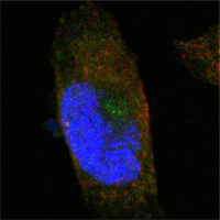 ab63336 at 1/1000 dilution staining SorLA in PANC1 cells by Immunocytochemistry/ Immunofluorescence. An Alexa Fluor® 488 conjugated anti-mouse IgG was used as secondary. Actin filaments were labeled red with Alexa Fluor-555 phalloidin whilst nuclei were stained blue with DRAQ5 fluorescent DNA dye.