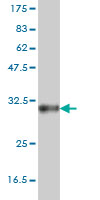 Western blot against tagged recombinant protein immunogen using ab56837 SOX21 antibody at 1ug/ml.