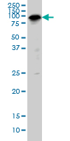 Anti-SP1 antibody (ab77441) at 5 µg/ml + IMR-32 cell lysate at 25 µgSecondaryGoat anti-Mouse IgG (H&L)-HRP at 1/2500 dilution
