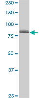 Anti-SP1 antibody (ab77441) at 5 µg/ml + HeLa nuclear cell lysate at 25 µgSecondaryGoat anti-Mouse IgG (H&L)-HRP at 1/2500 dilution