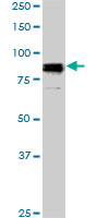 Anti-SP1 antibody (ab77441) at 5 µg/ml + NIH3T3 cell lysate at 25 µgSecondaryGoat anti-Mouse IgG (H&L)-HRP at 1/2500 dilution