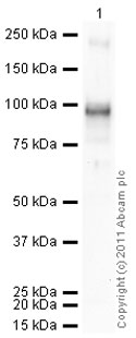 Anti-SP1 antibody (ab6082) at 1/200 dilution + Human SP1 full length protein (ab82236) at 0.1 µgSecondaryGoat polyclonal to Rabbit IgG - H&L - Pre-Adsorbed (HRP) (ab65484) at 1/5000 dilutiondeveloped using the ECL techniquePerformed under reducing conditions.Exposure time : 8 minutes