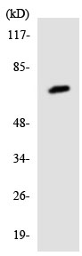 Anti-SP2 transcription factor antibody (ab137238) at 1/500 dilution + 293 cell lysate at 30 µg
