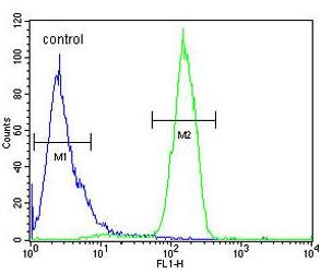 Flow cytometry analysis of HeLa cells labeling SKA3 (green, right histogram), using ab175951 at a 1/10 dilution, and negative control cells (blue, left histogram). FITC-conjugated goat-anti-rabbit secondary antibodies were used for the analysis.