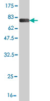 Western blot against tagged recombinant protein immunogen using ab58316 SKAP55 antibody at 1ug/ml.