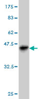 Western blot against tagged recombinant protein immunogen using ab57042 SPDEF antibody at 1ug/ml.
