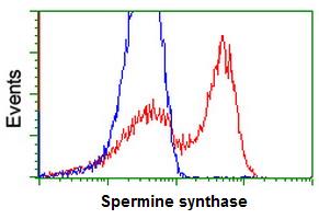 ab119062 at 1/100 dilution staining Spermine synthase in HEK293T cells transfected with either pCMV6-ENTRY Spermine synthase overexpress plasmid (Red) or empty vector control plasmid (Blue) by flow cytometry.