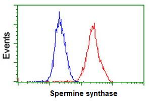 ab119062 at 1/100 dilution staining Spermine synthase in HeLa cells by Flow cytometry (Red) compared to a nonspecific negative control antibody (Blue).