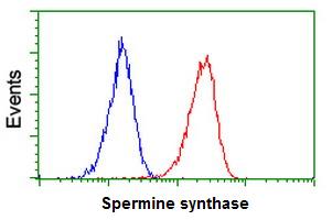 ab119062 at 1/100 dilution staining Spermine synthase in Jurkat cells by Flow cytometry (Red) compared to a nonspecific negative control antibody (Blue).