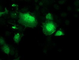 ab119062 at 1/100 dilution staining Spermine synthase in COS7 cells transiently transfected with pCMV6-ENTRYS permine synthase by Immunofluorescence.