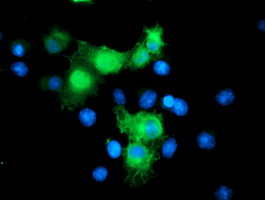 ab128489 at 1/100 dilution staining Spermine synthase in COS7 cells transiently transfected with pCMV6-ENTRY Spermine synthase by Immunofluorescence (green).