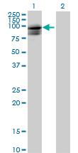 All lanes : Anti-SPG7 antibody (ab73008) at 1/500 dilutionLane 1 : SPG7 transfected 293T cell lysate Lane 2 : Non transfected 293T cell lysate Lysates/proteins at 25 µg per lane.SecondaryGoat Anti-Mouse IgG (H&L)-HRP Conjugate at 1/2500 dilution