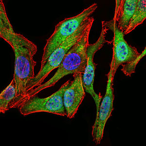 Immunofluorescent analaysis of HeLa cells labelling SPIB with ab135238 at 1/200 dilution (green). Blue: DRAQ5 fluorescent DNA dye. Red: Actin filaments have been labeled with Alexa Fluor-555 phalloidin.