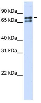 Anti-splicing factor 1 antibody (ab83057) at 1 µg/ml (in 5% skim milk / PBS buffer) + transfected 293T cell lysate at 10 µgSecondaryHRP conjugated anti-Rabbit IgG at 1/50000 dilution