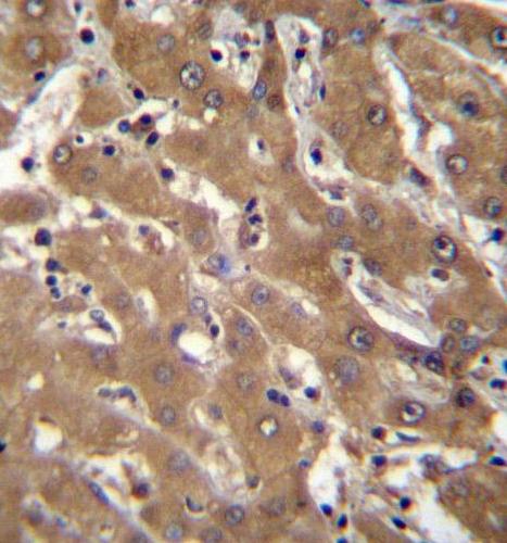 Immunohistochemical analysis in formalin fixed, paraffin embedded Human liver tissue labeling SPOPL with ab171126 at 1/10 dilution, followed by peroxidase conjugation of the secondary antibody and DAB staining.