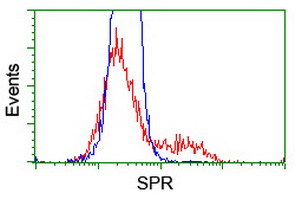 ab119402 at 1/100 dilution staining SPR in HEK293T cells transfected with either pCMV6-ENTRY SPR overexpress plasmid (Red) or empty vector control plasmid (Blue) and then analysed by Flow Cytometry.