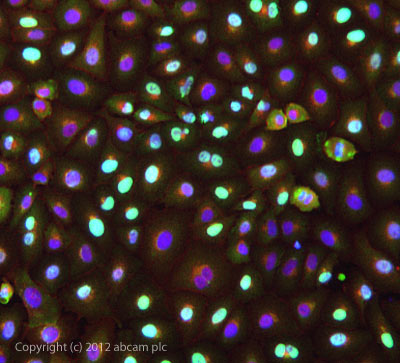 ab77079 stained A549 cells. The cells were 4% formaldehyde fixed (10 min) and then incubated in 1%BSA / 10% normal goat serum / 0.3M glycine in 0.1% PBS-Tween for 1h to permeabilise the cells and block non-specific protein-protein interactions. The cells were then incubated with the antibody ab77079 at 5µg/ml overnight at +4°C. The secondary antibody (green) was DyLight® 488 goat anti- rabbit (ab96899) IgG (H+L) used at a 1/1000 dilution for 1h. Alexa Fluor® 594 WGA was used to label plasma membranes (red) at a 1/200 dilution for 1h. DAPI was used to stain the cell nuclei (blue) at a concentration of 1.43µM.