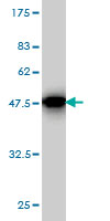 Western blot against tagged recombinant protein immunogen using ab58127 SPRED2 antibody at 1ug/ml.