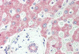 Immunohistochemical analysis of formalin-fixed, paraffin-embedded Human liver tissue labeling Sprouty 2 with ab191284 at 10 µg/ml.