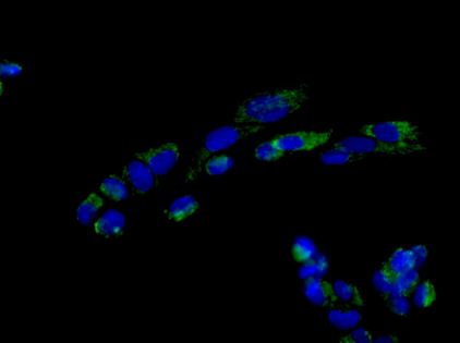 Immunofluorescence analysis of paraformaldehyde-fixed SH-SY5Y cells labeling Sprouty 2 with ab180527 at 1/1000 dilution. Goat anti-rabbit IgG (Dylight 488) at 1/250 dilution was used as the secondary antibody. The slide is counterstained with Dapi.