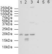 developed using the ECL techniquePerformed under reducing conditions.