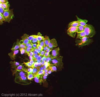 ICC/IF image of ab72239 stained A431 cells. The cells were 100% methanol fixed (10 min) and then incubated in 1%BSA / 10% normal goat serum / 0.3M glycine in 0.1% PBS-Tween for 1h to permeabilise the cells and block non-specific protein-protein interactions. The cells were then incubated with the antibody (ab72239, 1µg/ml) overnight at +4°C. The secondary antibody (green) was ab96899, DyLight® 488 goat anti-rabbit IgG (H+L) used at a 1/250 dilution for 1h. Alexa Fluor® 594 WGA was used to label plasma membranes (red) at a 1/200 dilution for 1h. DAPI was used to stain the cell nuclei (blue) at a concentration of 1.43µM.