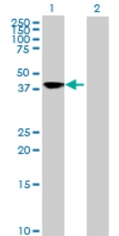 All lanes : Anti-SQRDL antibody (ab71978) at 1/500 dilutionLane 1 : SQRDL transfected 293T cell lysateLane 2 : Non transfected 293T cell lysateLysates/proteins at 25 µg per lane.SecondaryGoat anti-mouse IgG (H&L)-HRP conjugate at 1/2500 dilution