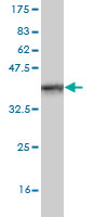 Western blot against tagged recombinant protein immunogen using ab57190 SIGLEC8 antibody at 1ug/ml.