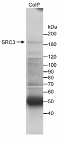 Detection of SRC3 by immunoprecipitation using ab10313 at 20µg/10mg extract. Samples: 10mg nuclear extract from HeLa cells. Detection: Coomassie Brilliant Blue R250 staining of SDS-PAGE gel followed by mass spectrometry to confirm the identity of the band that is SRC3.