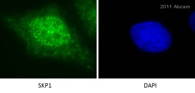 ab76502 staining Skp1 in HeLa cells by Immunocytochemistry/ Immunofluorescence.Cells were fixed in methanol, blocked with 1% BSA for 30 minutes at 24°C then incubated with ab76502 at a 1/500 dilution for 1 hour at 24°C. The secondary used was an Alexa-Fluor 488 conjugated goat anti-rabbit polyclonal used at a 1/1000 dilution.See Abreview