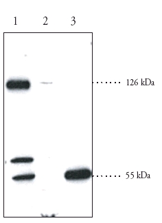 All lanes : Anti-SREBP2 antibody (ab30682) at 2.5 µg/mlLane 1 : Human fibroblast cell lysateLane 2 : Rat brown fat homogenateLane 3 : Rat testis supernatantLysates/proteins at 60 µg per lane.