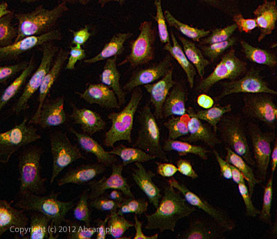 ICC/IF image of ab19877 stained HeLa cells. The cells were 4% formaldehyde fixed (10 min) and then incubated in 1%BSA / 10% normal goat serum / 0.3M glycine in 0.1% PBS-Tween for 1h to permeabilise the cells and block non-specific protein-protein interactions. The cells were then incubated with the antibody ab19877 at 5µg/ml overnight at +4°C. The secondary antibody (green) was DyLight® 488 goat anti- rabbit (ab96899) IgG (H+L) used at a 1/250 dilution for 1h. Alexa Fluor® 594 WGA was used to label plasma membranes (red) at a 1/200 dilution for 1h. DAPI was used to stain the cell nuclei (blue) at a concentration of 1.43µM.
