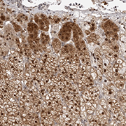 ab121977, at 1/10 dilution, staining srGAP2 in paraffin-embedded Human adrenal gland tissue by Immunohistochemistry.
