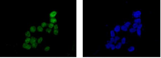 Immunofluorescenct analysis of 4% paraformaldehyde fixed 293T cells labeling SKP2 with ab183039 at 1/100 followed by Goat anti rabbit IgG(Alexa Fluor® 488) at 1/200 (green). Cells were counter stained with Dapi (blue).