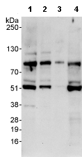 All lanes : Anti-SSH3 antibody (ab76945) at 0.04 µg/mlLane 1 : HeLa whole cell lysate at 50 µgLane 2 : HeLa whole cell lysate at 15 µgLane 3 : HeLa whole cell lysate at 5 µgLane 4 : 293T whole cell lysate at 50 µg