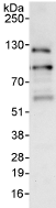 ab76945 at 1µg/ml staining SSH3 in HeLa whole cell lysate immunoprecipitated using ab76945 at 3µg/mg lysate (1 mg/IP; 20% of IP loaded/lane).