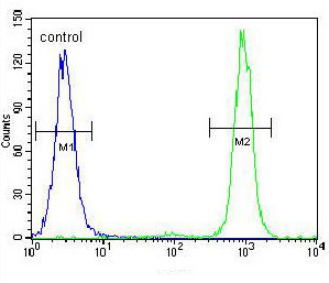 Flow cytometric analysis of HeLa cells labeling SSH3 with ab170440 at 1/10 dilution (right histogram), compared to a negative control cell (left histogram). FITC-conjugated goat-anti-rabbit secondary antibodies were used for the analysis.